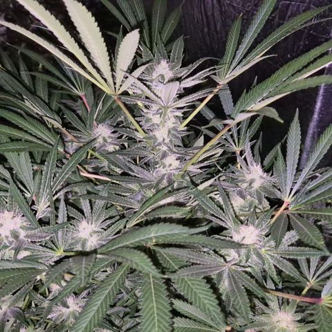 Karli - SHISKABERRY (auto) growlog timeline photo