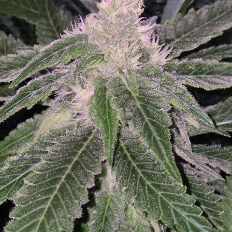 Kushi 😶‍🌫️(rest n. Teilernte/ critical kush, 9.1.24 🎁, Kümmerling) growlog timeline photo