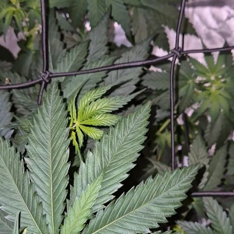 🌅Sherbi photo, blue sunset sherbert, Barneys farm  growlog timeline photo
