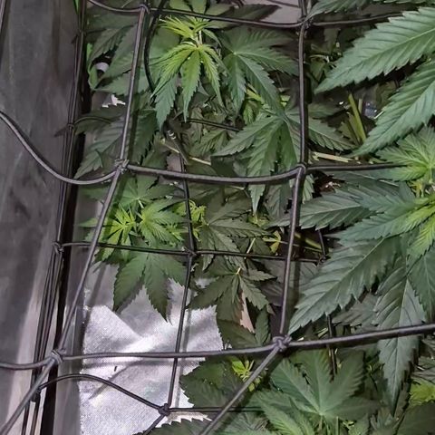 🌅Sherbi photo, blue sunset sherbert, Barneys farm  growlog timeline photo