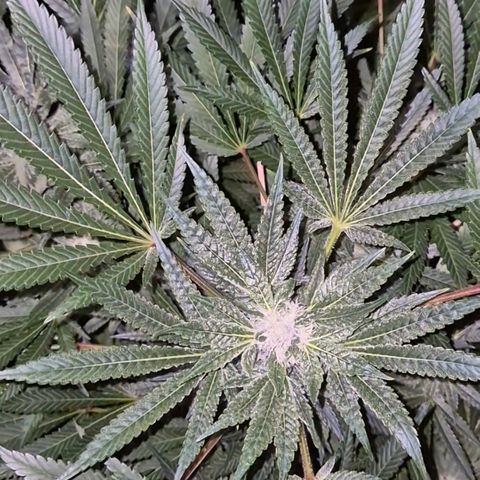 Karli - SHISKABERRY (auto) growlog timeline photo