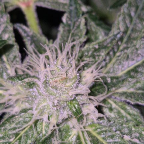 Karli - SHISKABERRY (auto) growlog timeline photo