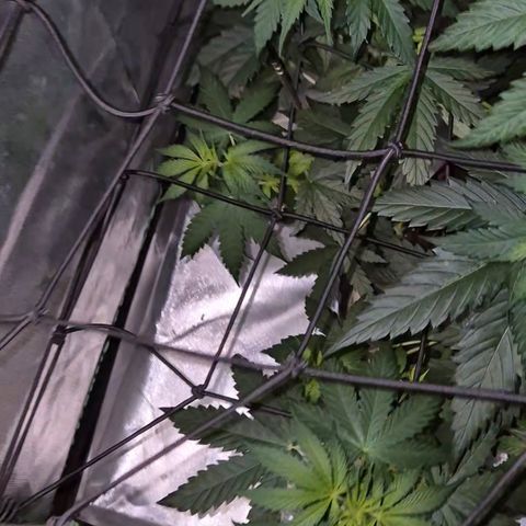 🌅Sherbi photo, blue sunset sherbert, Barneys farm  growlog timeline photo