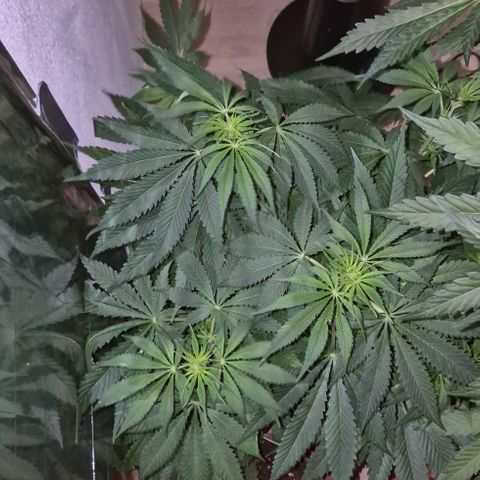 🍍Anna  #1 amnesia lemon  growlog timeline photo
