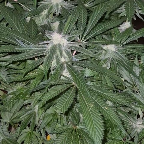 Kushi 😶‍🌫️(rest n. Teilernte/ critical kush, 9.1.24 🎁, Kümmerling) growlog timeline photo