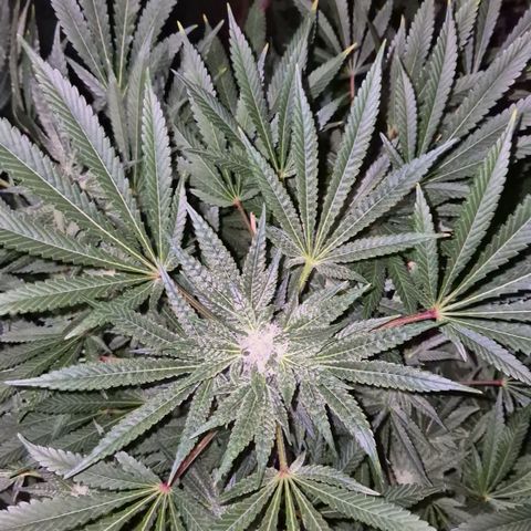 Kushi 😶‍🌫️(rest n. Teilernte/ critical kush, 9.1.24 🎁, Kümmerling) growlog timeline photo