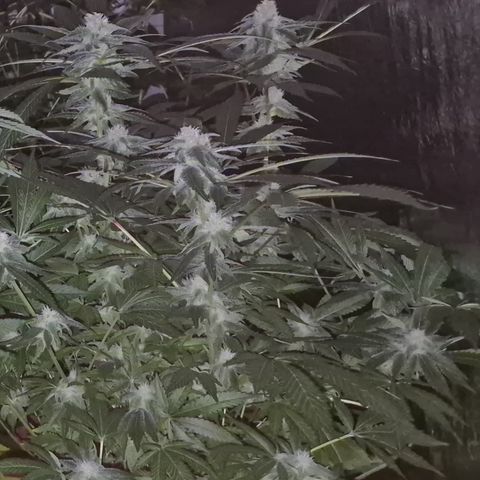 Kushi 😶‍🌫️(rest n. Teilernte/ critical kush, 9.1.24 🎁, Kümmerling) growlog timeline photo