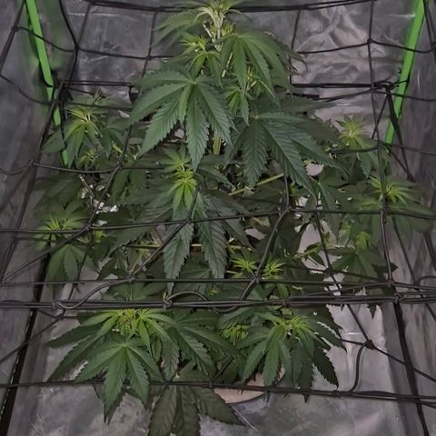 🌅Sherbi photo, blue sunset sherbert, Barneys farm  growlog timeline photo