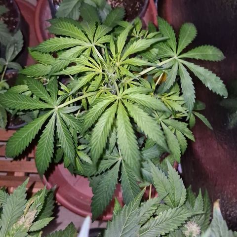 🌈 Zkittles auto🌈 growlog timeline photo