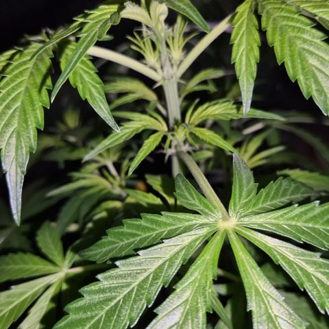 🌈 Zkittles auto🌈 growlog timeline photo
