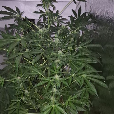 Runtzi Auto ♥️ Barney's Farm  growlog timeline photo