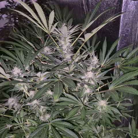 Karli - SHISKABERRY (auto) growlog timeline photo
