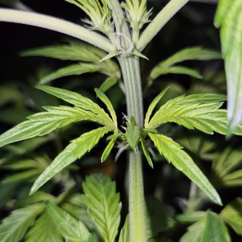 🌈 Zkittles auto🌈 growlog timeline photo