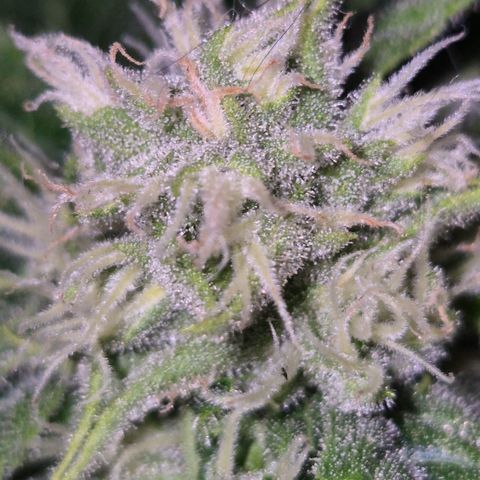 Karli - SHISKABERRY (auto) growlog timeline photo