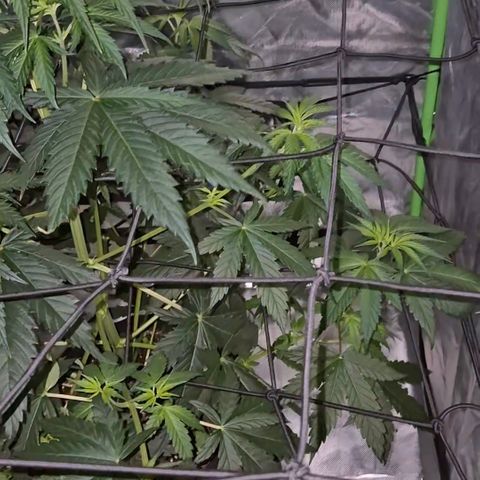 🌅Sherbi photo, blue sunset sherbert, Barneys farm  growlog timeline photo