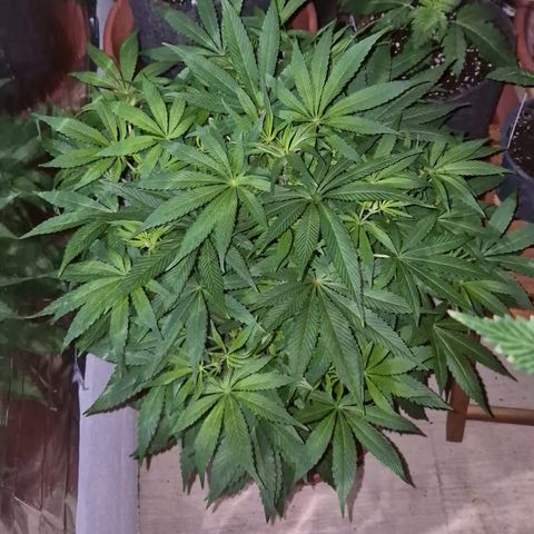 Mimosa evo Photo ♥️ Barney's Farm  growlog timeline photo
