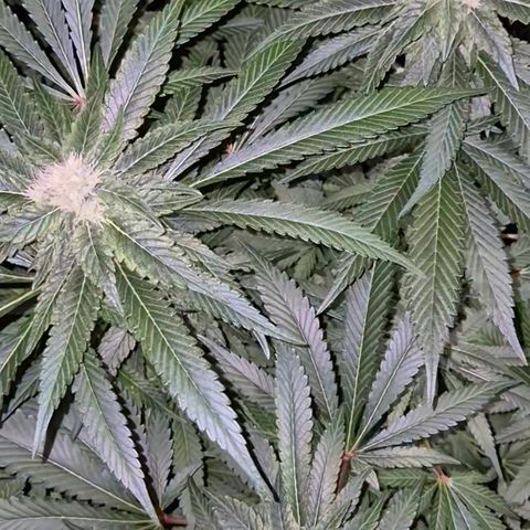 Kushi 😶‍🌫️(rest n. Teilernte/ critical kush, 9.1.24 🎁, Kümmerling) growlog timeline photo