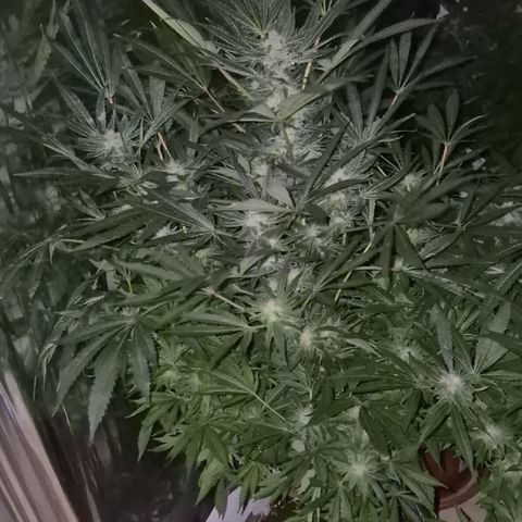 Karli - SHISKABERRY (auto) growlog timeline photo