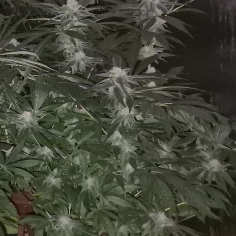 Kushi 😶‍🌫️(rest n. Teilernte/ critical kush, 9.1.24 🎁, Kümmerling) growlog timeline photo