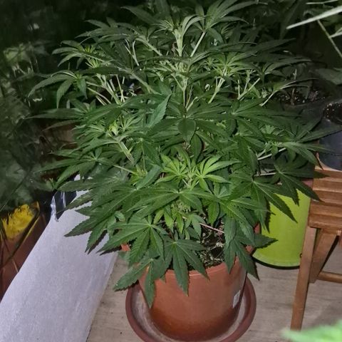 Mimosa evo Photo ♥️ Barney's Farm  growlog timeline photo