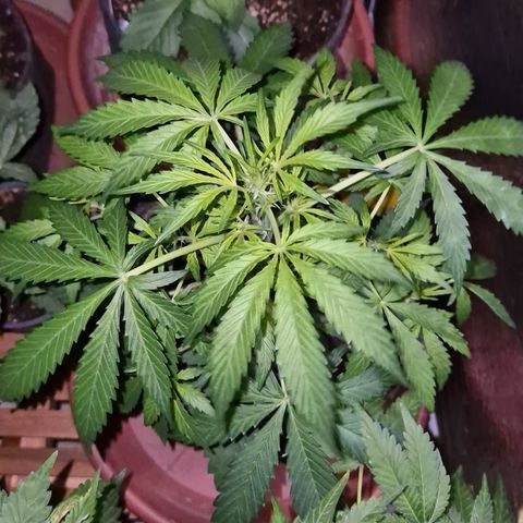 🌈 Zkittles auto🌈 growlog timeline photo