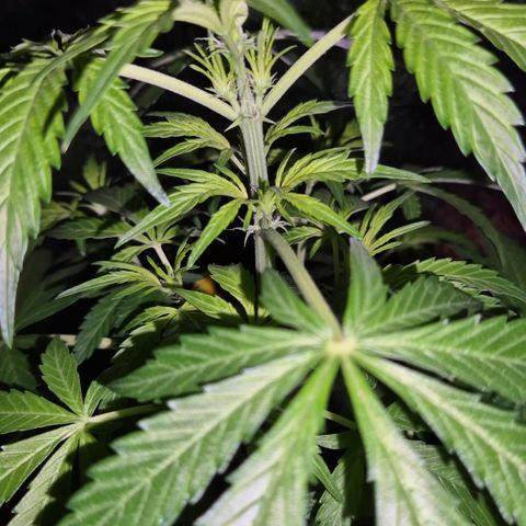 🌈 Zkittles auto🌈 growlog timeline photo