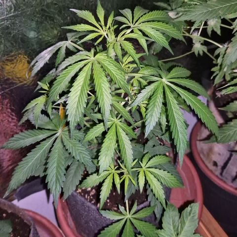 🌈 Zkittles auto🌈 growlog timeline photo