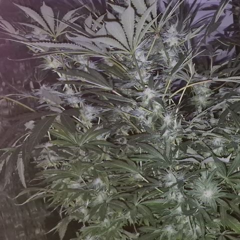 Karli - SHISKABERRY (auto) growlog timeline photo