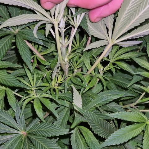 Mimosa evo Photo ♥️ Barney's Farm  growlog timeline photo