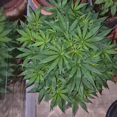 Mimosa evo Photo ♥️ Barney's Farm  growlog timeline photo