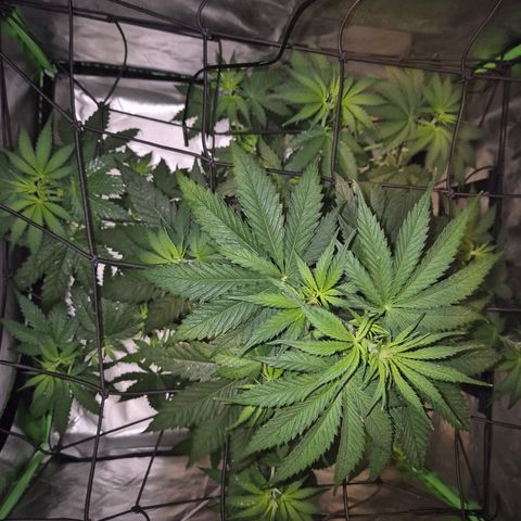 🌅Sherbi photo, blue sunset sherbert, Barneys farm  growlog timeline photo