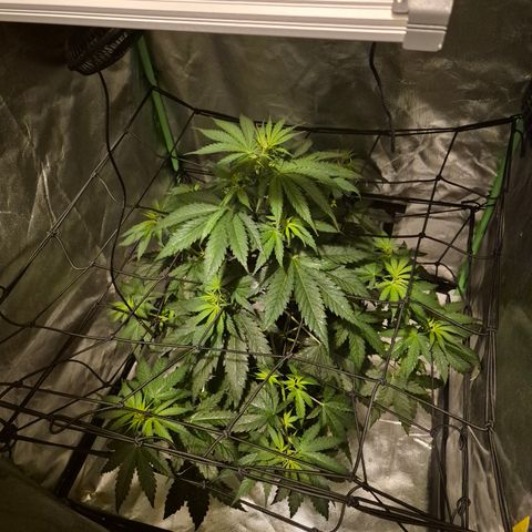 🌅Sherbi photo, blue sunset sherbert, Barneys farm  growlog timeline photo