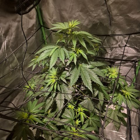 🌅Sherbi photo, blue sunset sherbert, Barneys farm  growlog timeline photo