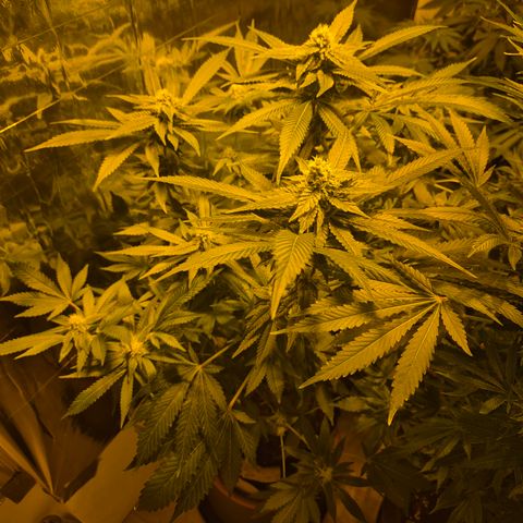 Kushi 😶‍🌫️(rest n. Teilernte/ critical kush, 9.1.24 🎁, Kümmerling) growlog timeline photo