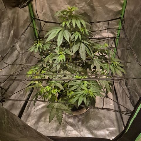 🌅Sherbi photo, blue sunset sherbert, Barneys farm  growlog timeline photo