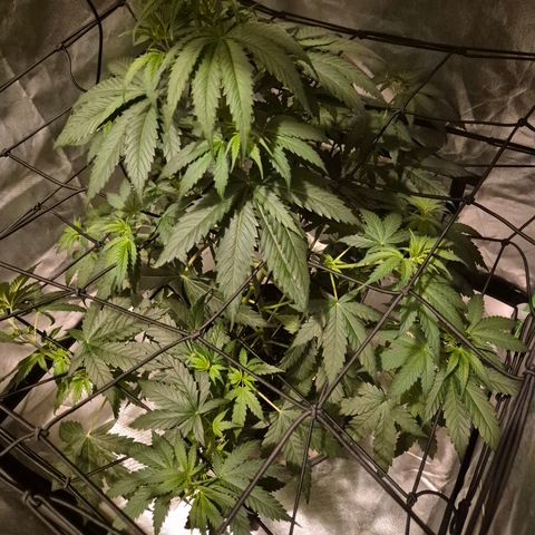 🌅Sherbi photo, blue sunset sherbert, Barneys farm  growlog timeline photo