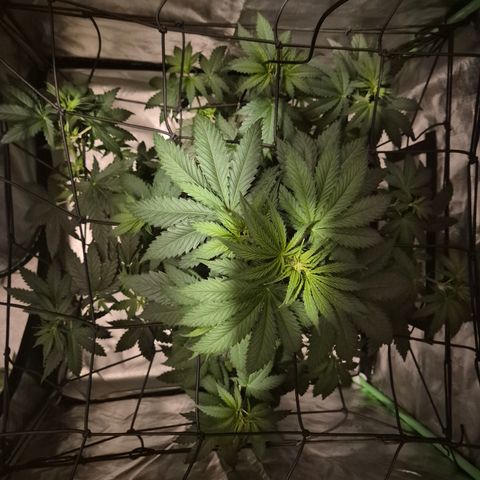 🌅Sherbi photo, blue sunset sherbert, Barneys farm  growlog timeline photo
