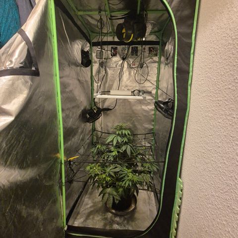 🌅Sherbi photo, blue sunset sherbert, Barneys farm  growlog timeline photo