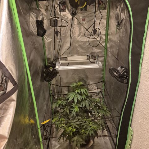 🌅Sherbi photo, blue sunset sherbert, Barneys farm  growlog timeline photo