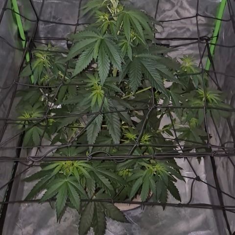 🌅Sherbi photo, blue sunset sherbert, Barneys farm  growlog timeline photo