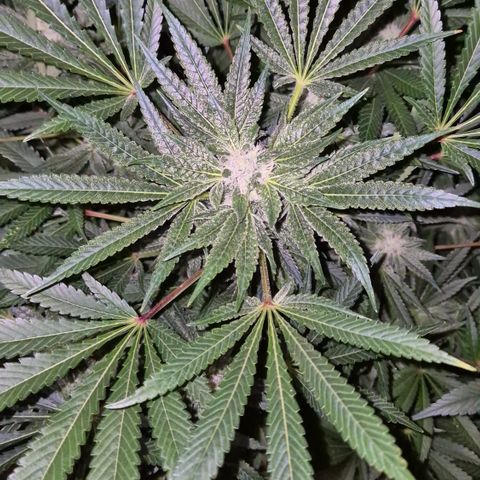 Kushi 😶‍🌫️(rest n. Teilernte/ critical kush, 9.1.24 🎁, Kümmerling) growlog timeline photo