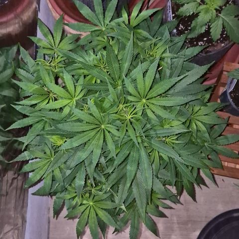 Mimosa evo Photo ♥️ Barney's Farm  growlog timeline photo