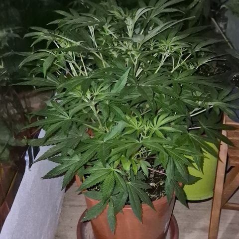 Mimosa evo Photo ♥️ Barney's Farm  growlog timeline photo