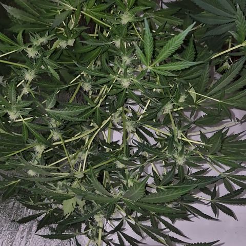 Runtzi Auto ♥️ Barney's Farm  growlog timeline photo