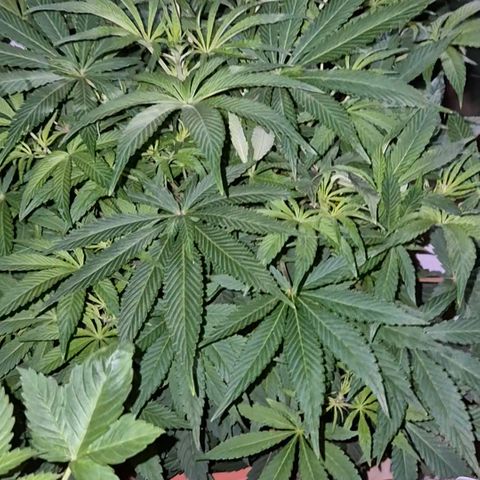 Mimosa evo Photo ♥️ Barney's Farm  growlog timeline photo