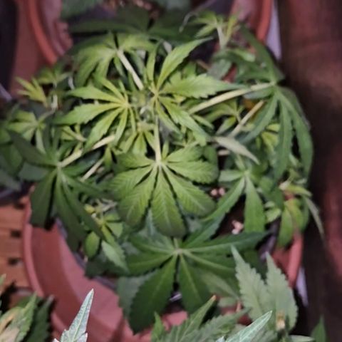 🌈 Zkittles auto🌈 growlog timeline photo