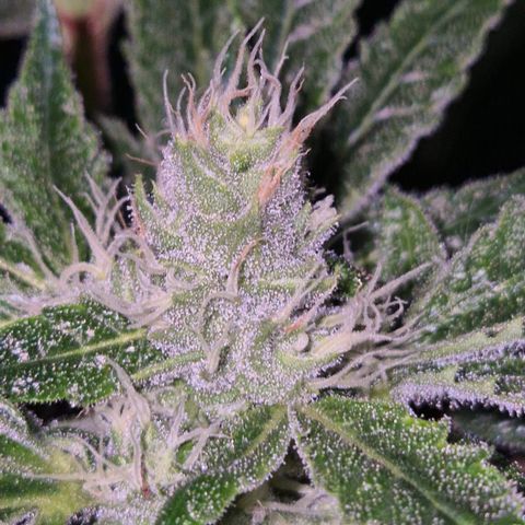 Karli - SHISKABERRY (auto) growlog timeline photo