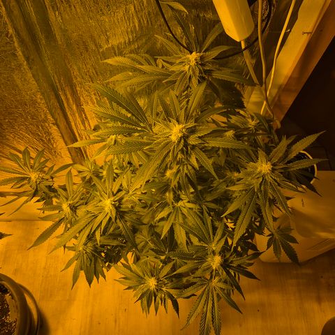 Kushi 😶‍🌫️(rest n. Teilernte/ critical kush, 9.1.24 🎁, Kümmerling) growlog timeline photo