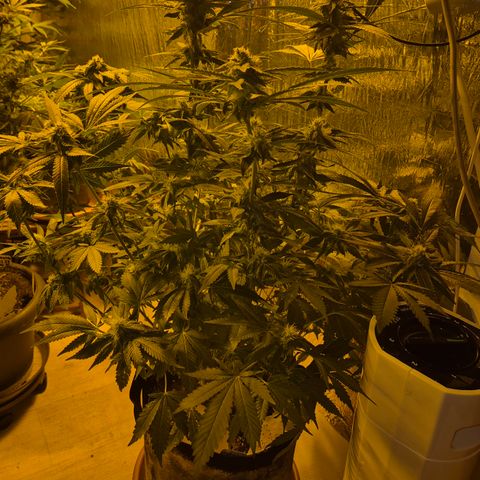 Kushi 😶‍🌫️(rest n. Teilernte/ critical kush, 9.1.24 🎁, Kümmerling) growlog timeline photo