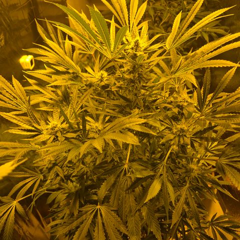 Karli - SHISKABERRY (auto) growlog timeline photo